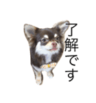 愛犬モコの日常（個別スタンプ：2）