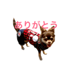 愛犬モコの日常（個別スタンプ：3）