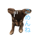 愛犬モコの日常（個別スタンプ：4）