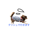 愛犬モコの日常（個別スタンプ：5）