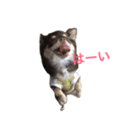 愛犬モコの日常（個別スタンプ：7）