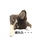 愛犬モコの日常（個別スタンプ：8）