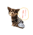 愛犬モコの日常（個別スタンプ：10）