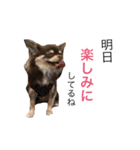 愛犬モコの日常（個別スタンプ：11）