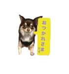 愛犬モコの日常（個別スタンプ：14）