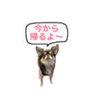 愛犬モコの日常（個別スタンプ：15）