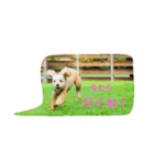 愛犬きなこのスタンプ（個別スタンプ：1）