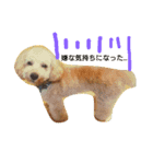愛犬きなこのスタンプ（個別スタンプ：2）