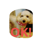 愛犬きなこのスタンプ（個別スタンプ：3）
