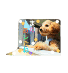 愛犬きなこのスタンプ（個別スタンプ：4）