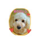 愛犬きなこのスタンプ（個別スタンプ：5）