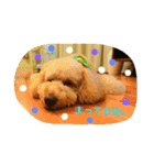 愛犬きなこのスタンプ（個別スタンプ：8）