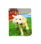 愛犬きなこのスタンプ（個別スタンプ：9）