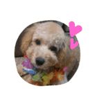 愛犬きなこのスタンプ（個別スタンプ：11）