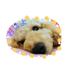 愛犬きなこのスタンプ（個別スタンプ：12）