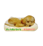 愛犬きなこのスタンプ（個別スタンプ：13）