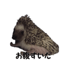 ハリネズミ イガちゃん（個別スタンプ：6）