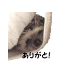 ハリネズミ イガちゃん（個別スタンプ：7）