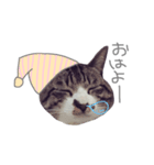 今日のにゃんこ（個別スタンプ：8）