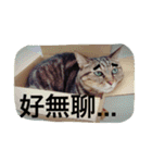 whowho is a girl（個別スタンプ：23）