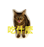 whowho is a girl（個別スタンプ：27）