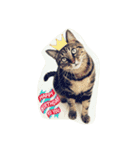 whowho is a girl（個別スタンプ：37）