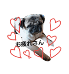 pug asayan（個別スタンプ：5）