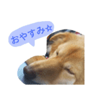 うちのトトさんスタンプ〈日常編〉（個別スタンプ：3）