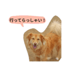 うちのトトさんスタンプ〈日常編〉（個別スタンプ：5）
