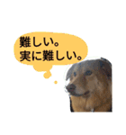 うちのトトさんスタンプ〈日常編〉（個別スタンプ：9）