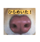 うちのトトさんスタンプ〈日常編〉（個別スタンプ：13）