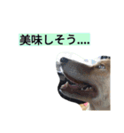 うちのトトさんスタンプ〈日常編〉（個別スタンプ：16）