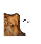 うちのトトさんスタンプ〈日常編〉（個別スタンプ：24）