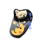 ぶちゃかわタロウさん2（個別スタンプ：8）