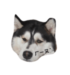 baby＆Husky（個別スタンプ：3）