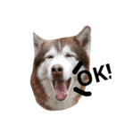 baby＆Husky（個別スタンプ：4）