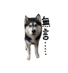 baby＆Husky（個別スタンプ：5）