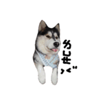 baby＆Husky（個別スタンプ：7）