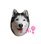 baby＆Husky（個別スタンプ：8）