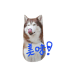 baby＆Husky（個別スタンプ：9）