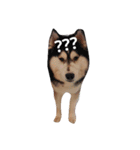 baby＆Husky（個別スタンプ：14）