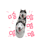 baby＆Husky（個別スタンプ：18）