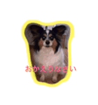 パピヨン クッキー大好きだよ（個別スタンプ：1）