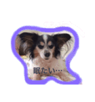 パピヨン クッキー大好きだよ（個別スタンプ：2）