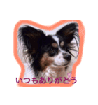 パピヨン クッキー大好きだよ（個別スタンプ：3）