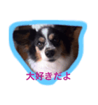 パピヨン クッキー大好きだよ（個別スタンプ：4）