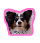 パピヨン クッキー大好きだよ（個別スタンプ：8）