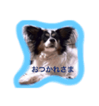 パピヨン クッキー大好きだよ（個別スタンプ：9）