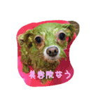 コッパーすたんぷ 2（個別スタンプ：3）