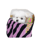 コッパーすたんぷ 2（個別スタンプ：4）
